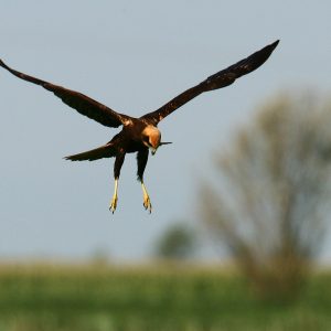 Falco Di Palude –  Foto Antonello Turri