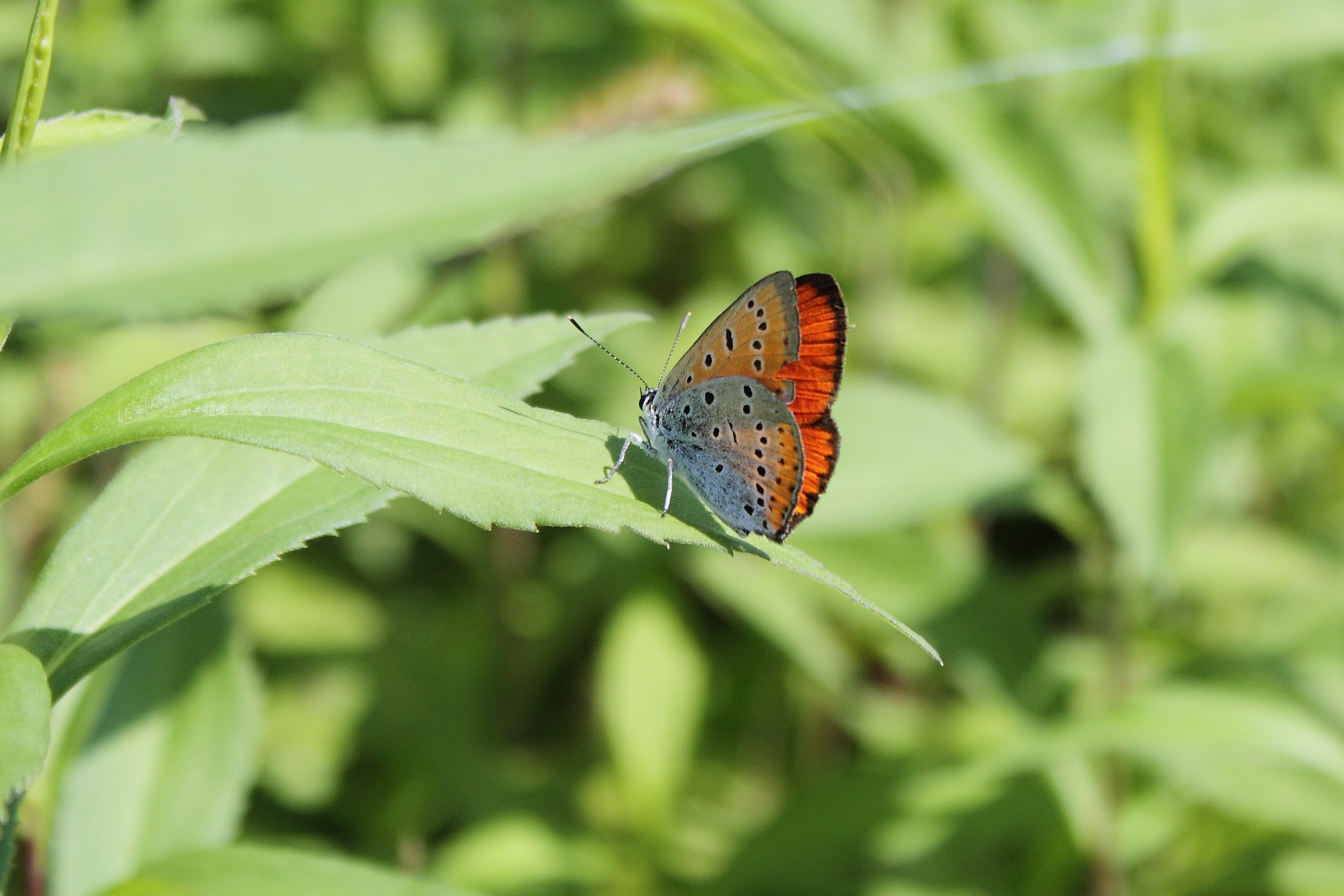 Workshop: Atlas Of Butterflies Of The Ticino Park