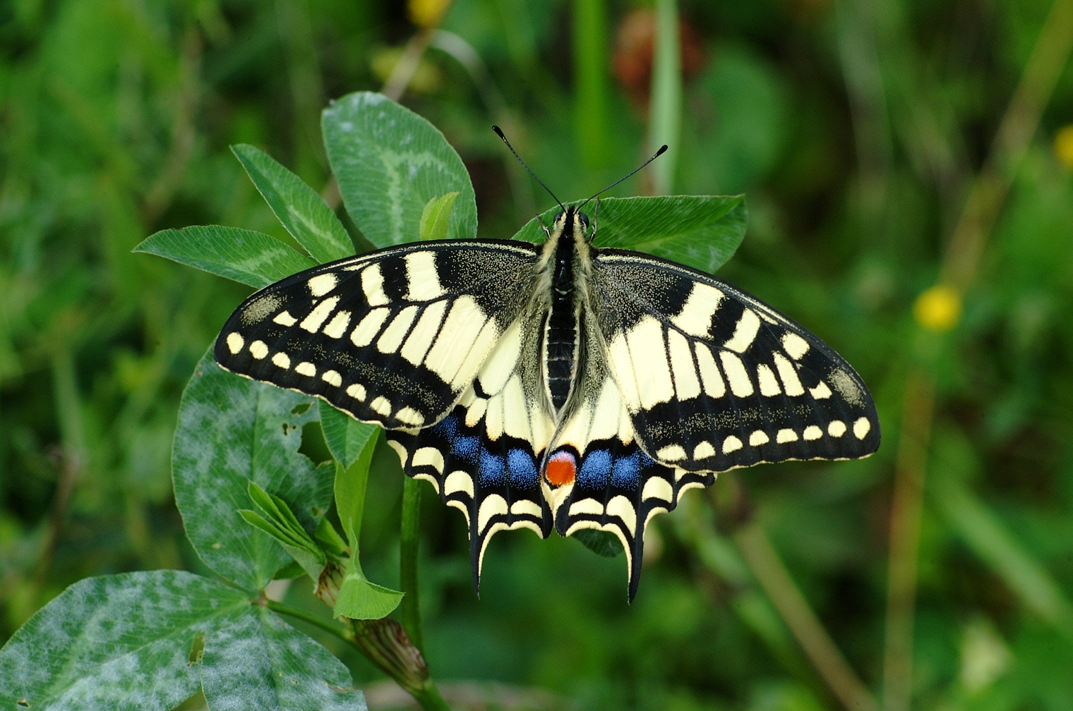 Alice Pellegrino Collaboratrice LifeTicinoBiosource – Intervista Butterfly Watching – Rai Radio 2 – OVUNQUE6