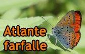 Online La Maschera Di Inserimento Delle Segnalazioni Per L’Atlante Delle Farfalle Del Parco Del Ticino!